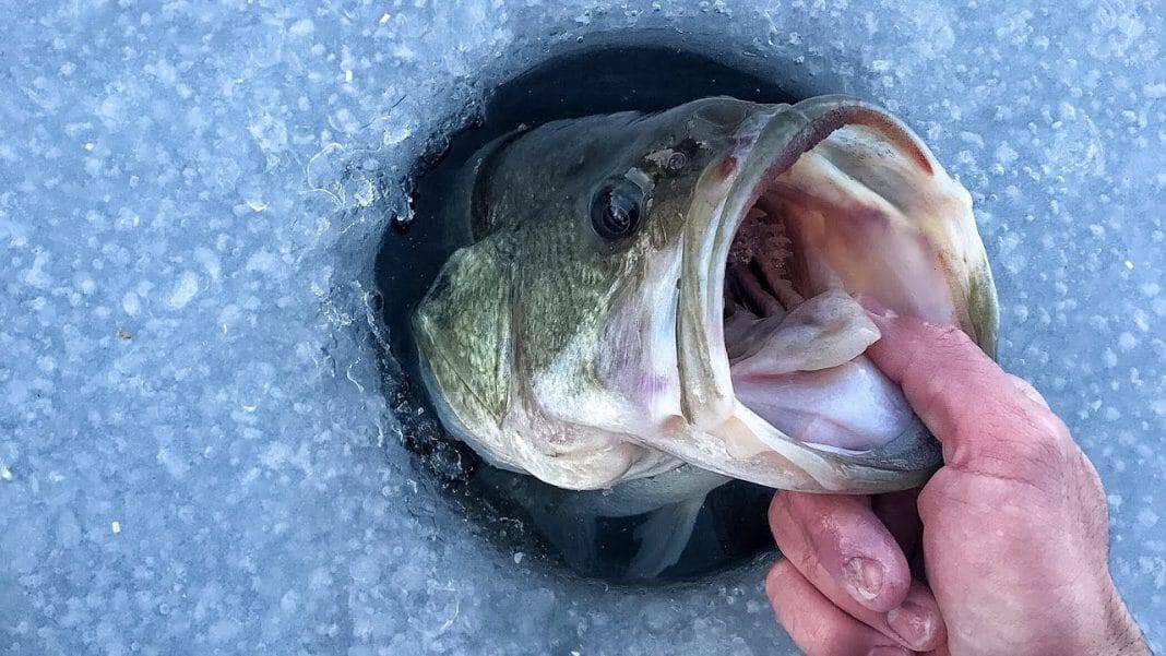 What Do Bass Eat When It's Cold at Theresa Chapa blog